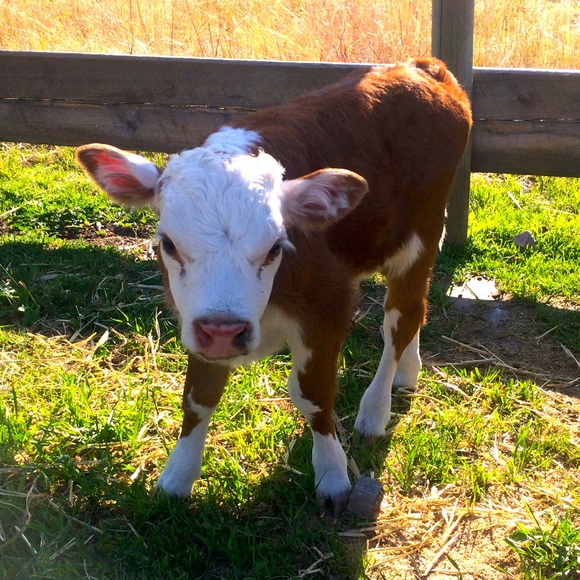 Meet your Posher, Marnie - Picture 8 of 10